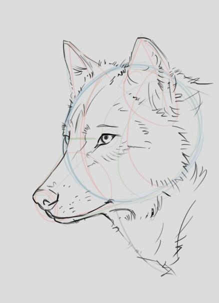 how to draw a wolf step by step 03