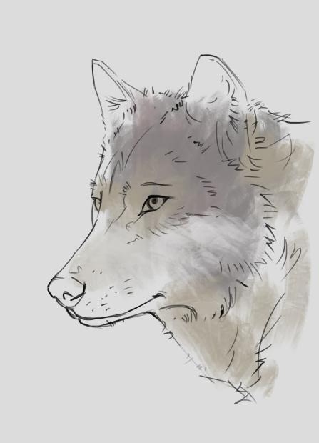 how to draw a wolf step by step 04