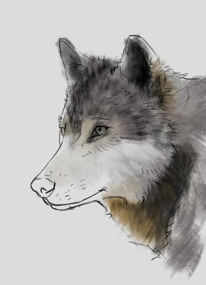 how to draw a wolf step by step 05 how to draw a wolf step by step 05