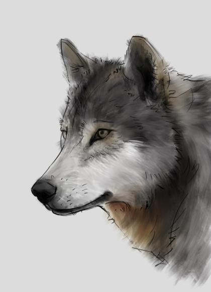 how to draw a wolf step by step 06 how to draw a wolf step by step 06
