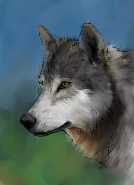 how to draw a wolf step by step 07 how to draw a wolf step by step 07