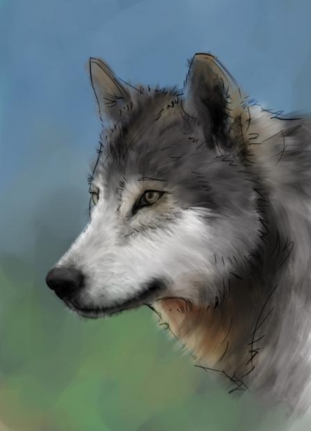 how to draw a wolf step by step 08 how to draw a wolf step by step 08