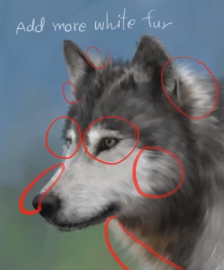 how to draw a wolf step by step 09