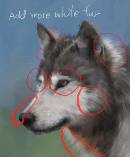 how to draw a wolf step by step 09 how to draw a wolf step by step 09