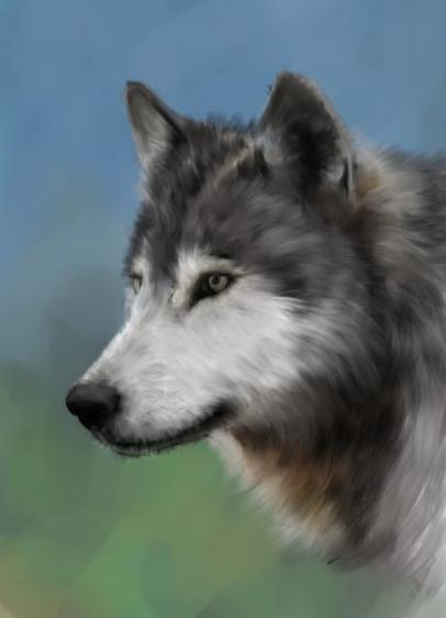 how to draw a wolf step by step 10 how to draw a wolf step by step 10