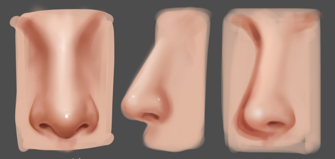 draw noses from three perspectives draw noses from three perspectives