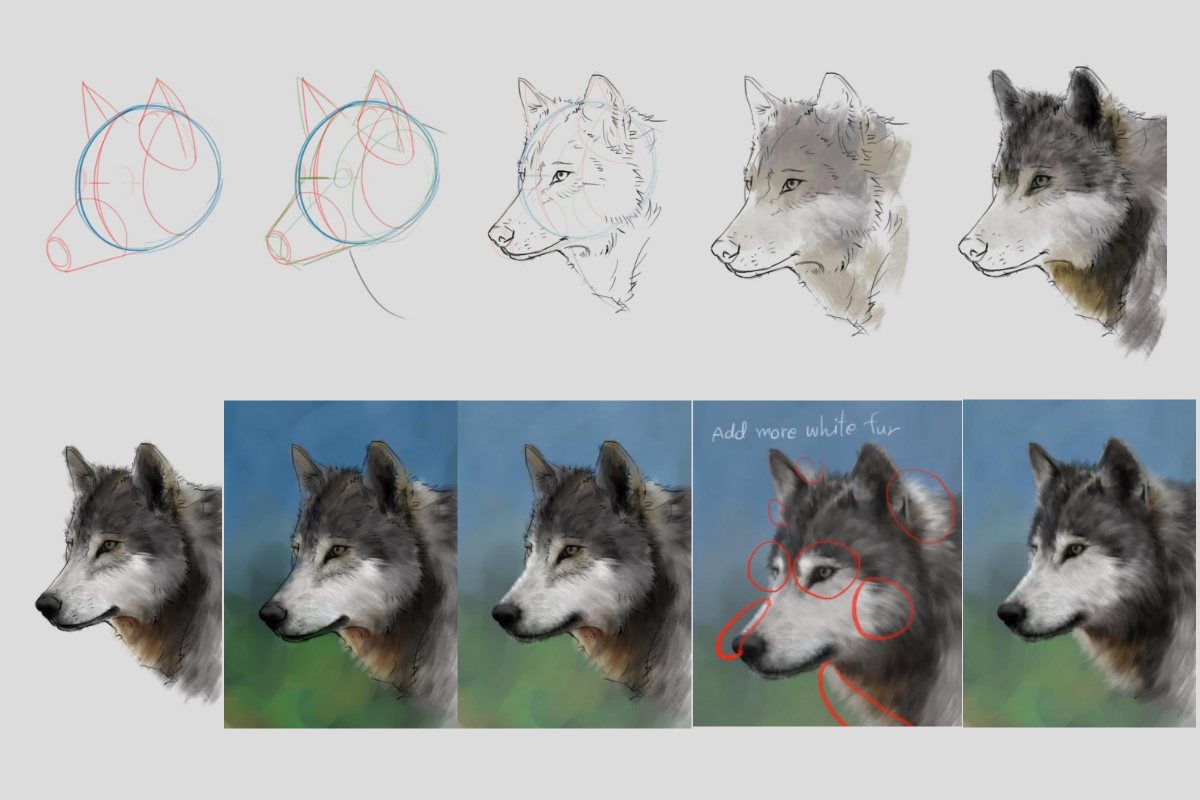 wolf drawing steps