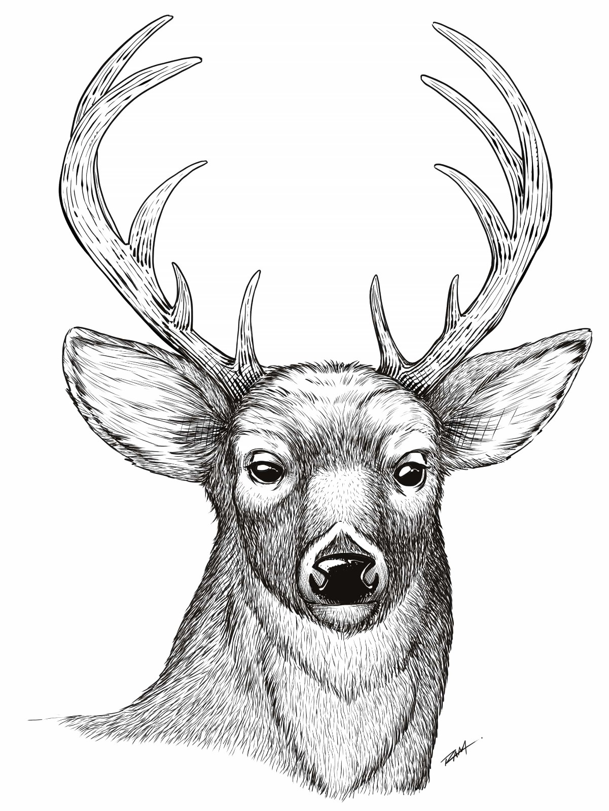 Draw a deer head final step
