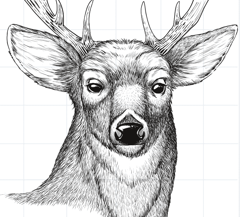 Draw a deer head step 10