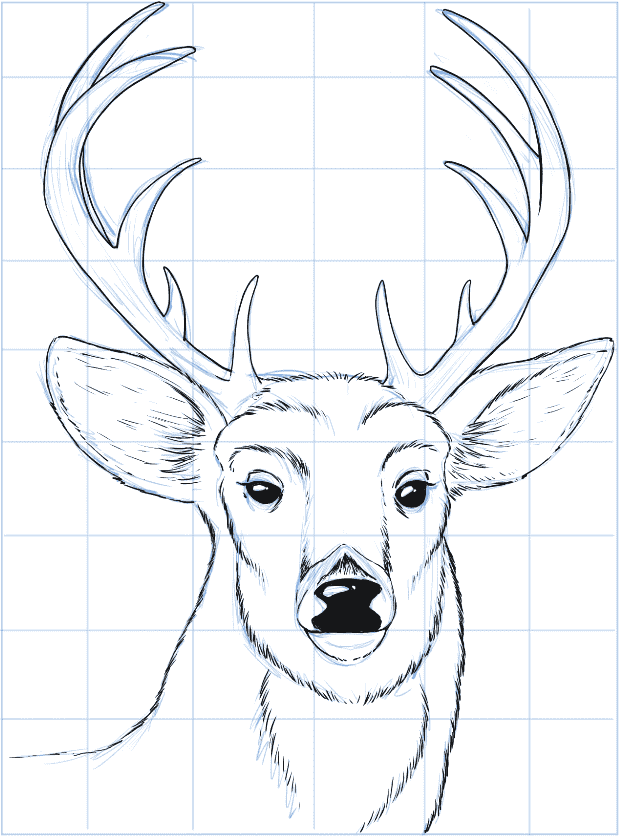 Draw a deer head step 4