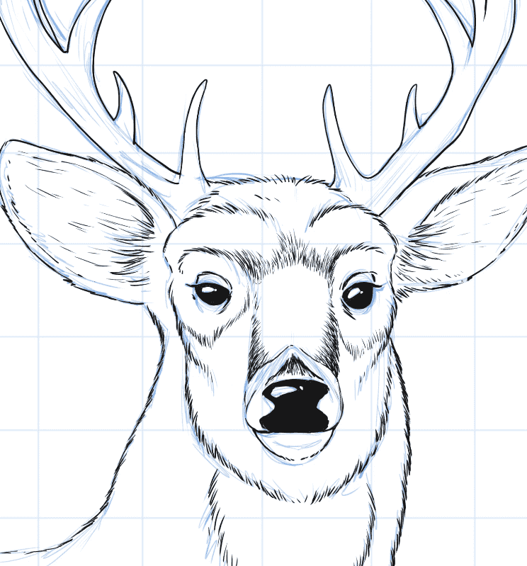 Draw a deer head step 5
