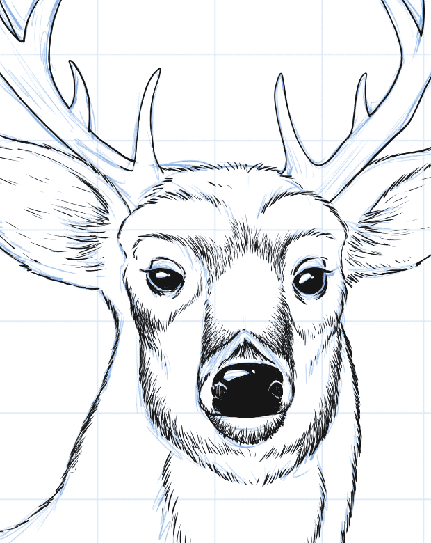 Draw a deer head step 6