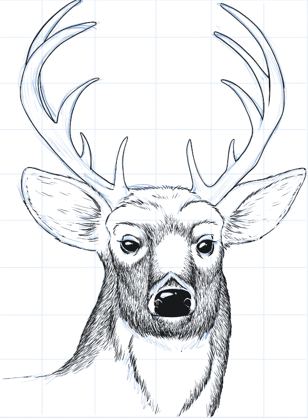 Draw a deer head step 7